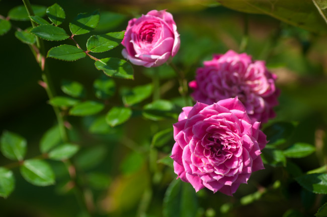 Обои картинки фото цветы, розы, листья