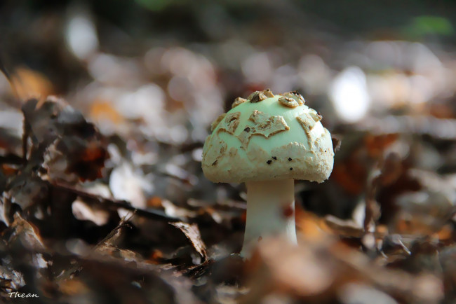 Обои картинки фото природа, грибы, поганка