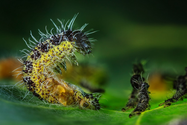 Обои картинки фото животные, гусеницы, панк, лист, макро