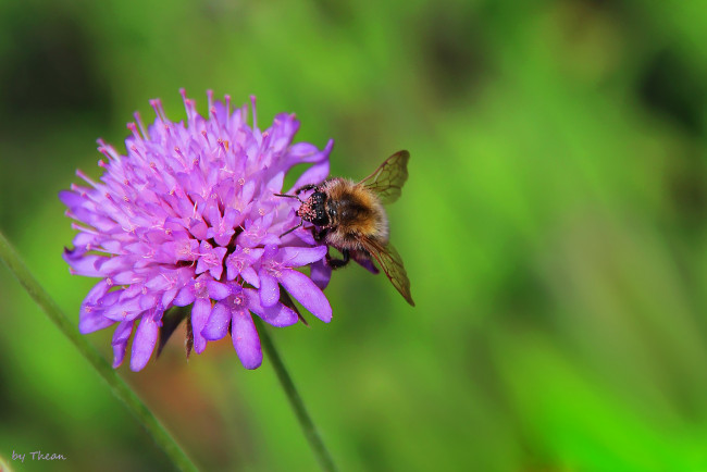Обои картинки фото животные, насекомые, цветок, насекомое