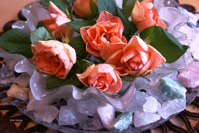 Обои картинки фото цветы, розы