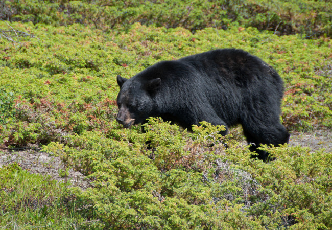 Обои картинки фото животные, медведи, топтыгин, трава