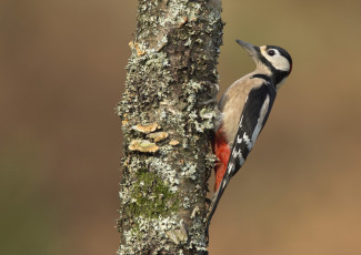 Картинка животные дятлы клюв