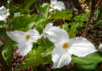 обоя цветы, триллиумы, трилистник