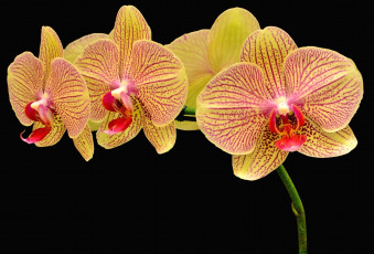 Картинка цветы орхидеи ветка