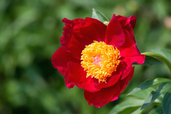 Картинка цветы пионы макро