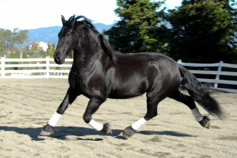 Картинка животные лошади красавец