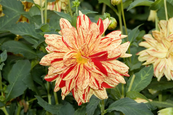 Картинка arlequin цветы георгины куст георгина