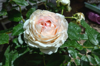 Картинка цветы розы макро