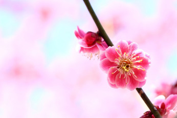 Картинка цветы цветущие+деревья+ +кустарники слива ветка