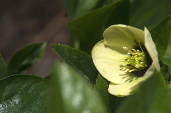 Картинка цветы геллеборус+ морозник макро