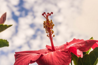 Картинка цветы гибискусы небо макро