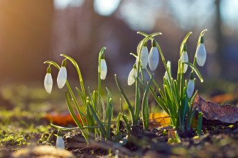 Картинка цветы подснежники +белоцветник весна
