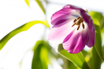 Картинка цветы тюльпаны свет макро