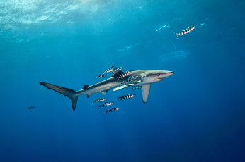 Картинка животные акулы акула глубина океан