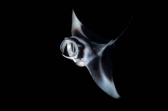 Картинка животные морская+фауна океан манта глубина