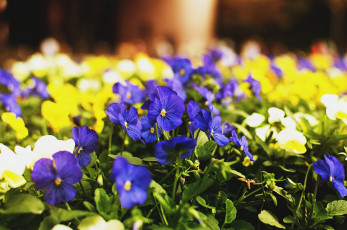 Картинка цветы анютины+глазки+ садовые+фиалки яркий