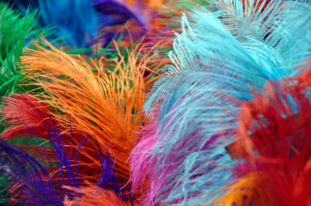 Картинка разное перья яркий