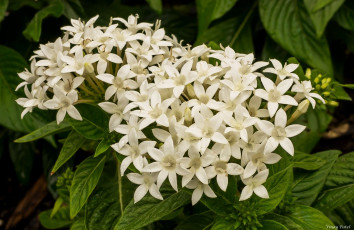 Картинка цветы клеродендрумы соцветие