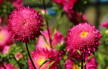 Картинка цветы астры розовый