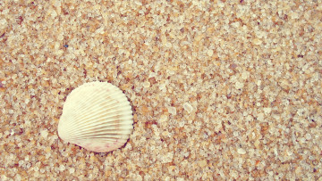 Картинка разное ракушки +кораллы +декоративные+и+spa-камни ракушка