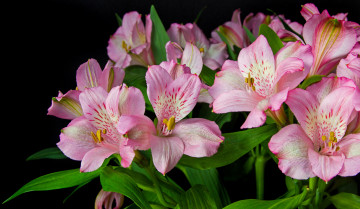 Картинка цветы альстромерия розовый