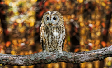 Картинка животные совы пестрая