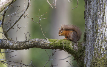 Картинка животные белки зверек