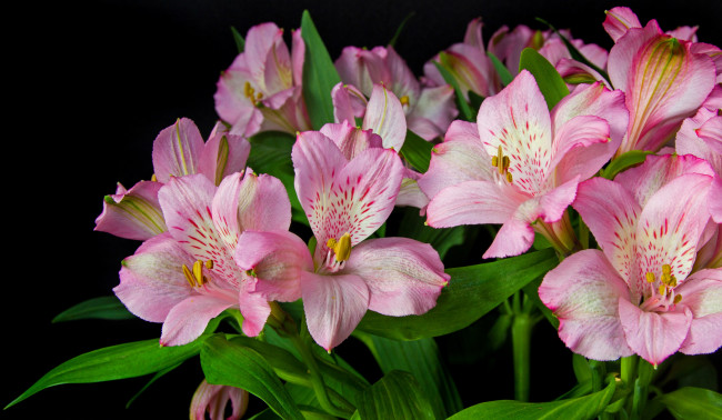 Обои картинки фото цветы, альстромерия, розовый