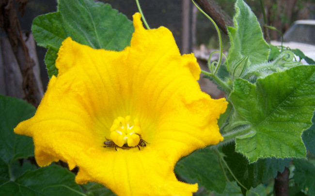 Обои картинки фото цветы, тыква, пчела