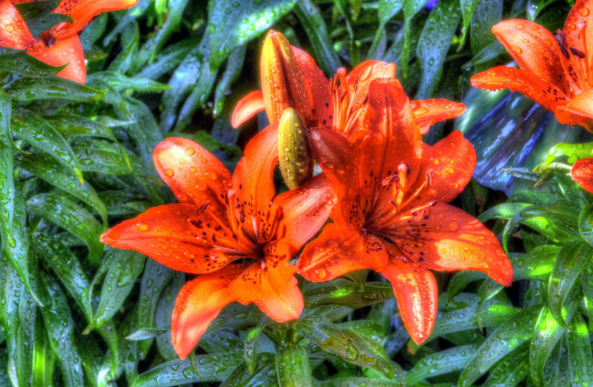 Обои картинки фото цветы, лилии,  лилейники, оранжевый