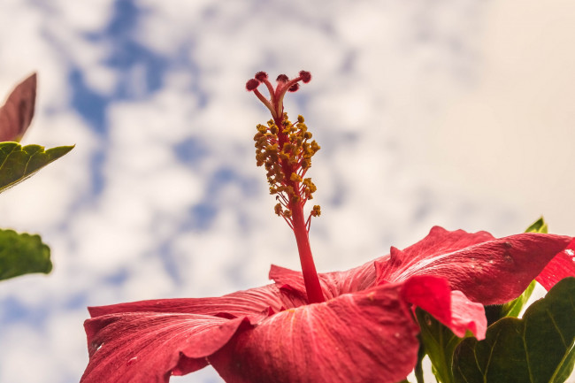 Обои картинки фото цветы, гибискусы, небо, макро