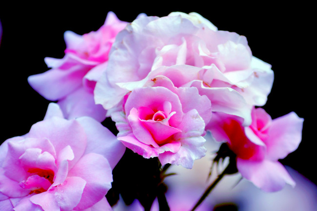 Обои картинки фото цветы, розы, розовый