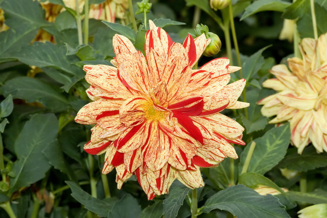 Обои картинки фото arlequin, цветы, георгины, куст, георгина