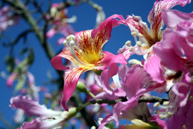 Обои картинки фото цветы, цветущие деревья ,  кустарники, нежный