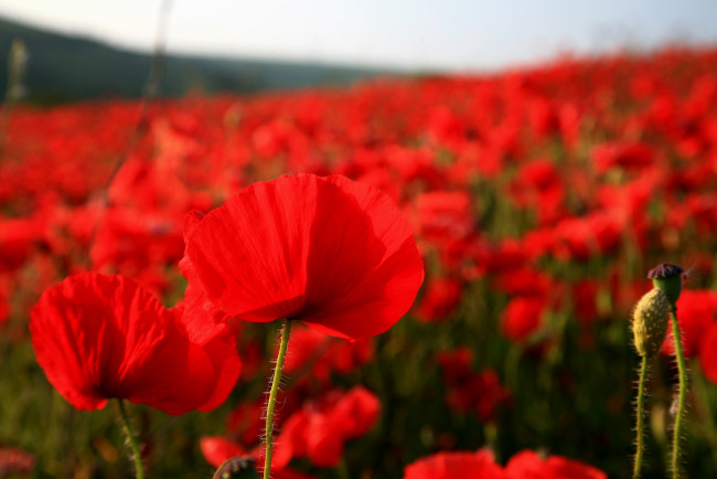 Обои картинки фото цветы, маки, красный