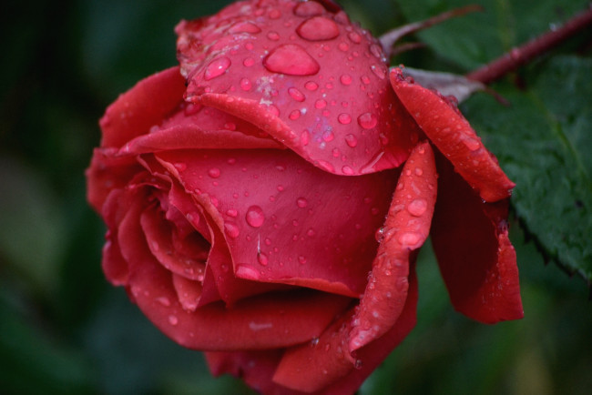 Обои картинки фото цветы, розы, макро, капли