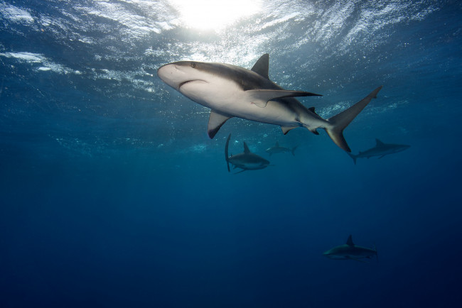 Обои картинки фото животные, акулы, акула, глубина, океан