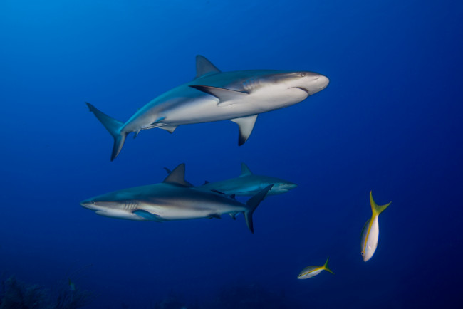 Обои картинки фото животные, акулы, океан, глубина, акула