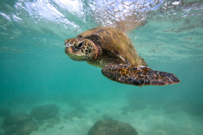 Обои картинки фото животные, Черепахи, океан, черепаха, глубина