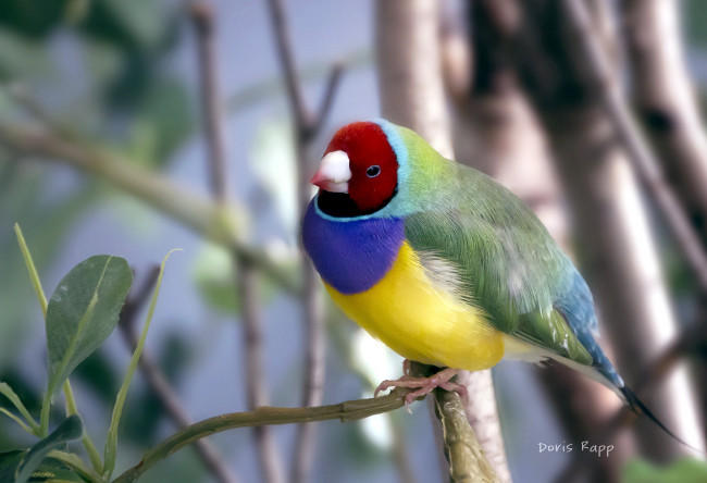 Обои картинки фото животные, амадины,  зяблики,  астрильды, амадин