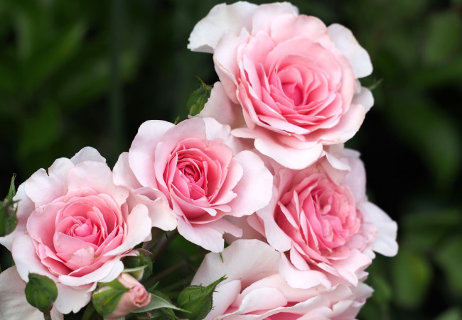 Обои картинки фото цветы, розы, розовый