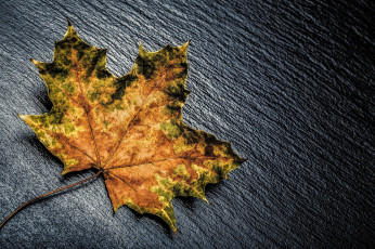 Картинка разное -+другое жёлтый лист цвет макро осень