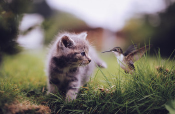 Картинка животные разные+вместе котенок колибри