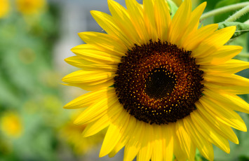 Картинка цветы подсолнухи лепестки