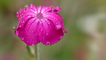 Картинка цветы вода капли лепестки цветок роса