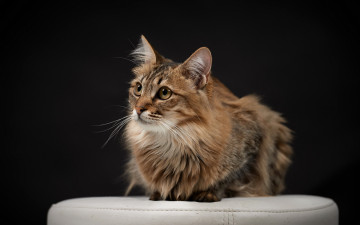 Картинка животные коты фон взгляд кошка