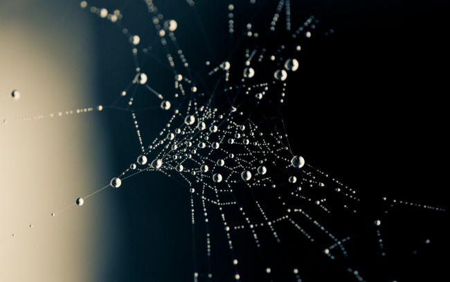 Обои картинки фото природа, макро, чёрный, боке, капли, паутинка, вода, роса, фон