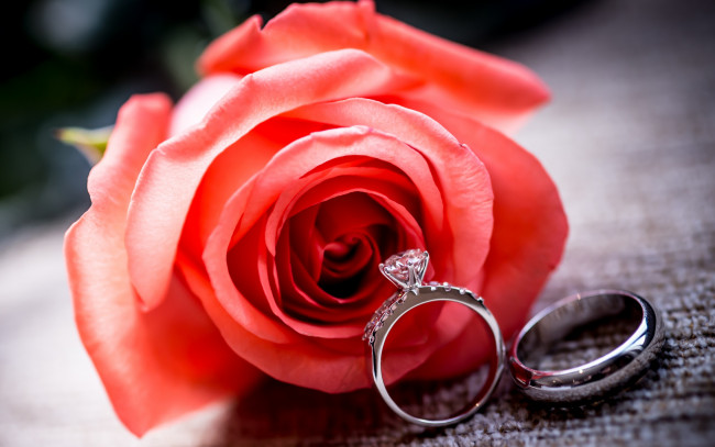 Обои картинки фото разное, украшения,  аксессуары,  веера, роза, red, ring, rose, обручальные, цветок, кольца