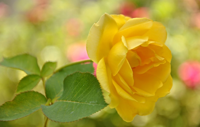 Обои картинки фото цветы, розы, макро, листья, лепестки, сад, роза